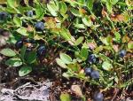 Blaubeere - Vaccinium myrtillus
