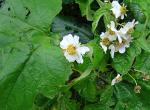 : - Montanoa hibiscifolia