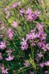 Französische Nelke - Dianthus hyssopifolius