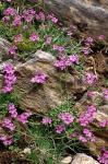 Alpenbalsam - Erinus alpinus