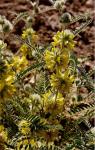 : - Astragalus alopecuroides subsp. alopecuroides