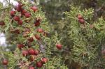 Rotfrüchtiger Sadebaum - Juniperus phoenicea