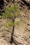 : - Pinus nigra subsp. salzmannii