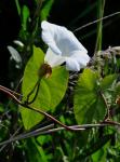 Echte Zaunwinde - Calystegia sepium