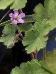 Rundblättriger Storchschnabel - Geranium rotundifolium