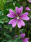 Wilde Malve - Malva sylvestris