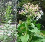 Virginischer Tabak-Nicotiana tabacum