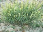 : - Reseda stricta