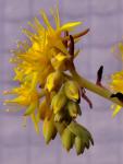 : - Sedum palmeri