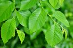 Feldulme - Ulmus minor
