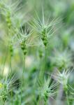 : - Aegilops geniculata