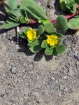 Sommer-Portulak-Portulaca oleracea