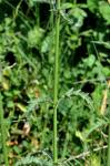 Echtes Eisenkraut-Verbena officinalis