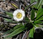 : - Oritrophium peruvianum