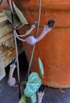 :-Ceropegia linearis