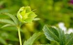 Westliche Grüne Nieswurz - Helleborus viridis subsp. occidentalis