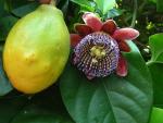 : - Passiflora alata