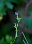 : - Legousia scabra