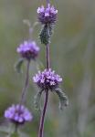 : - Marrubium supinum