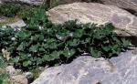 Alpen-Pestwurz - Petasites paradoxus