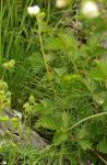 Felsen-Fingerkraut - Drymocallis rupestris