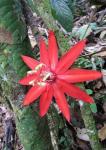 Weinblättrige Passionsblume - Passiflora vitifolia