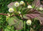 Aztekisches Süßkraut - Lippia dulcis