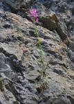 Großes Löwenmaul - Antirrhinum majus