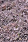 Öhrchen-Gänsekresse - Arabis auriculata