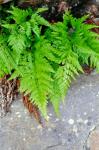 Schwarzstieliger Streifenfarn - Asplenium adiantum-nigrum