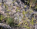 : - Biscutella bilbilitana