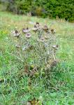 : - Cirsium richterianum