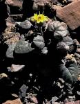 Zwerg-Pippau - Crepis pygmaea