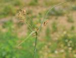 Hohes Zyperngras - Cyperus longus