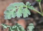 Blauer Reiherschnabel - Erodium ciconium