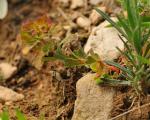 : - Euphorbia falcata subsp. falcata