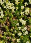 : - Galium cespitosum