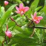 Frangipani - Plumeria rubra