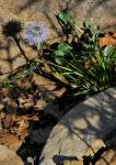 Gemeine Kugelblume - Globularia vulgaris