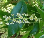 : - Prunus brachybotrya