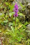 Männliches Knabenkraut-Orchis mascula