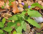 : - Prunella grandiflora subsp. pyrenaica
