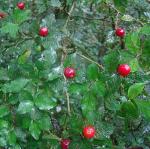 : - Psychotria parvifolia