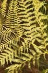 Adlerfarn - Pteridium aquilinum