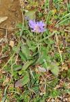 Tauben-Skabiose - Scabiosa columbaria