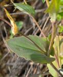 Durchwachsenes Pfennigkraut - Thlaspi perfoliatum