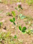 : - Trifolium hirtum
