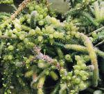 : - Rhipsalis baccifera