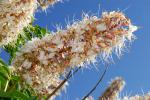 Kalifornische Rosskastanie - Aesculus californica