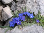 Polster-Ochsenzunge - Anchusa cespitosa